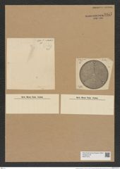 Aulacodiscus bomberi Arn. (de-Toni-Nr.: Genus 182, Species 4495) Zeichnungen Sammlung Grunow Nr. 8057 (NHMW-BOT-W0377373)
